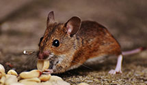 24 Hour & Emergency Exterminators in Shannon Plaza, NC